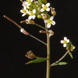 Photographie n°65605 du taxon Arabidopsis thaliana (L.) Heynh. [1842]