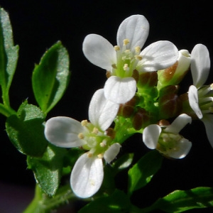 Photographie n°65609 du taxon Cardamine flexuosa With. [1796]