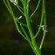  Bertrand BUI - Cardamine flexuosa With. [1796]