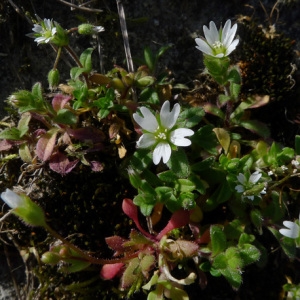 Photographie n°65611 du taxon Cerastium pumilum Curtis [1777]