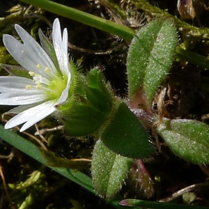 Photographie n°65612 du taxon Cerastium pumilum Curtis [1777]