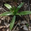  Bertrand BUI - Himantoglossum hircinum (L.) Spreng. [1826]