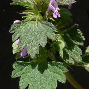 Photographie n°65620 du taxon Lamium hybridum Vill. [1786]