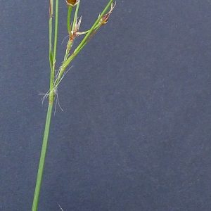 Photographie n°65628 du taxon Luzula forsteri (Sm.) DC. [1806]