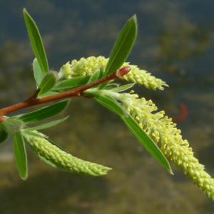 Photographie n°65634 du taxon Salix alba L. [1753]