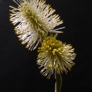 Photographie n°65636 du taxon Salix cinerea L. [1753]
