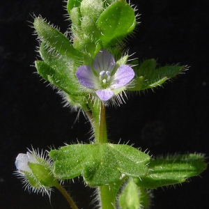 Photographie n°65645 du taxon Veronica hederifolia L. [1753]