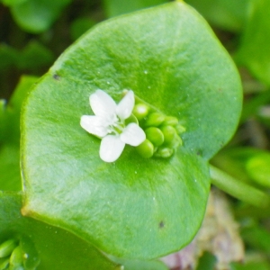 Photographie n°65647 du taxon Claytonia perfoliata subsp. perfoliata