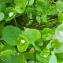  Liliane Roubaudi - Claytonia perfoliata subsp. perfoliata