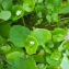  Liliane Roubaudi - Claytonia perfoliata subsp. perfoliata