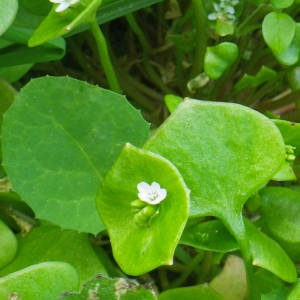 Photographie n°65652 du taxon Claytonia perfoliata subsp. perfoliata