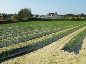 Liliane Roubaudi, le 28 mars 2012 (Roscoff)