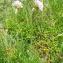  Liliane Roubaudi - Armeria maritima subsp. maritima