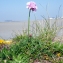  Liliane Roubaudi - Armeria maritima subsp. maritima