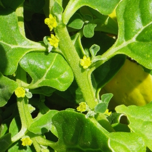 Photographie n°65666 du taxon Tetragonia tetragonoides (Pall.) Kuntze [1891]