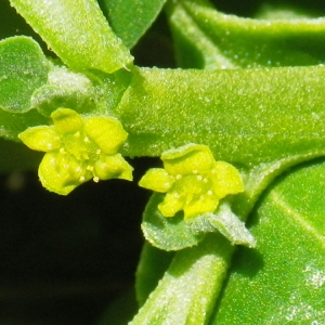 Tetragonia tetragonoides (Pall.) Kuntze (Épinard de Nouvelle-Zélande)