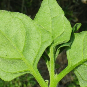 Photographie n°65671 du taxon Tetragonia tetragonoides (Pall.) Kuntze [1891]