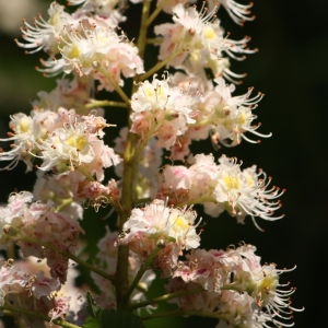 Photographie n°65702 du taxon Aesculus hippocastanum L. [1753]