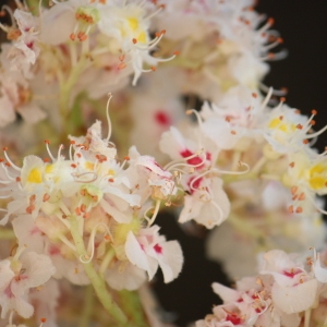 Photographie n°65704 du taxon Aesculus hippocastanum L. [1753]