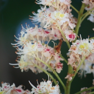 Photographie n°65706 du taxon Aesculus hippocastanum L. [1753]