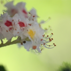 Photographie n°65709 du taxon Aesculus hippocastanum L. [1753]