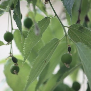 Photographie n°65718 du taxon Celtis australis L. [1753]