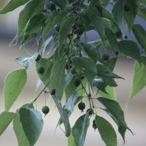 Photographie n°65719 du taxon Celtis australis L. [1753]