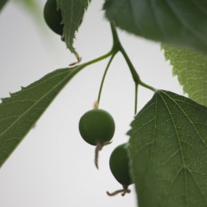 Photographie n°65720 du taxon Celtis australis L. [1753]