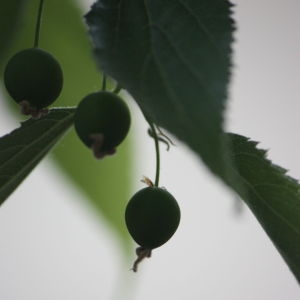 Photographie n°65721 du taxon Celtis australis L. [1753]