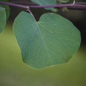 Photographie n°65724 du taxon Cercis siliquastrum L. [1753]