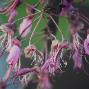 Photographie n°65727 du taxon Cercis siliquastrum L. [1753]