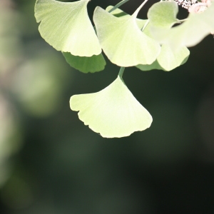 Photographie n°65730 du taxon Ginkgo biloba L. [1771]