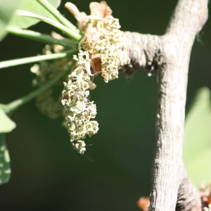 Photographie n°65733 du taxon Ginkgo biloba L. [1771]