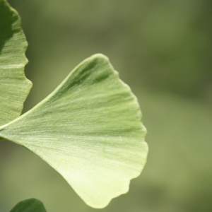 Photographie n°65734 du taxon Ginkgo biloba L. [1771]