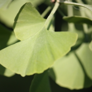 Photographie n°65735 du taxon Ginkgo biloba L. [1771]