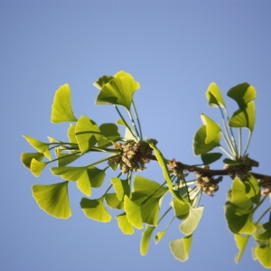 Photographie n°65737 du taxon Ginkgo biloba L. [1771]