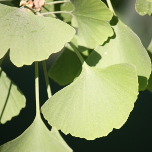 Photographie n°65741 du taxon Ginkgo biloba L. [1771]