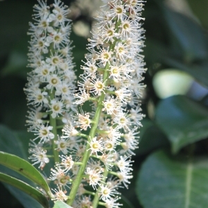 Photographie n°65742 du taxon Prunus laurocerasus L. [1753]