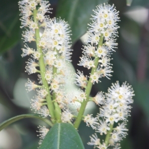 Photographie n°65744 du taxon Prunus laurocerasus L. [1753]