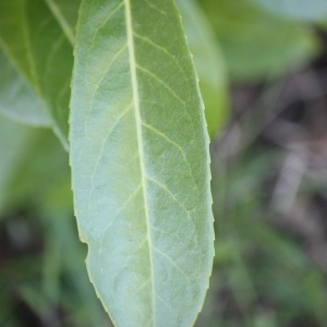 Photographie n°65747 du taxon Prunus laurocerasus L. [1753]