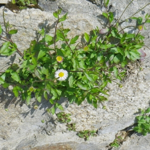 Photographie n°65772 du taxon Erigeron karvinskianus DC. [1836]