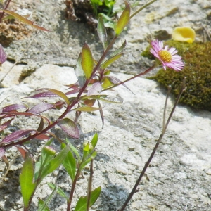 Photographie n°65773 du taxon Erigeron karvinskianus DC. [1836]