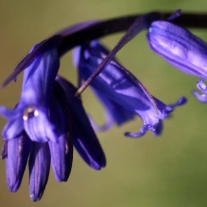 Photographie n°65802 du taxon Hyacinthoides non-scripta (L.) Chouard ex Rothm. [1944]