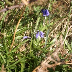 Photographie n°65804 du taxon Hyacinthoides non-scripta (L.) Chouard ex Rothm. [1944]