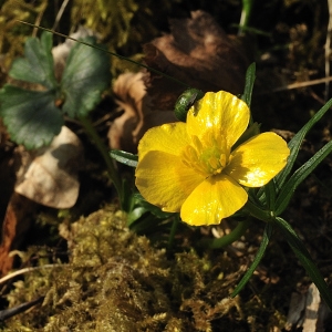 Photographie n°65812 du taxon Ranunculus auricomus L. [1753]