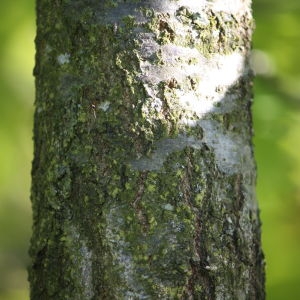Photographie n°65901 du taxon Quercus robur L. [1753]