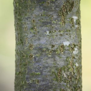 Photographie n°65903 du taxon Quercus robur L. [1753]