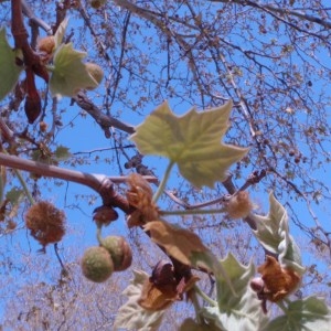 Photographie n°65926 du taxon Platanus x hispanica Mill. ex Münchh. [1770]