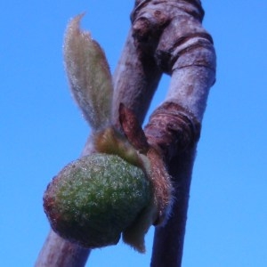 Photographie n°65929 du taxon Platanus pyramidalis A.Henry