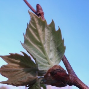 Photographie n°65930 du taxon Platanus pyramidalis A.Henry